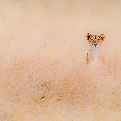 lioness... my heart                                     