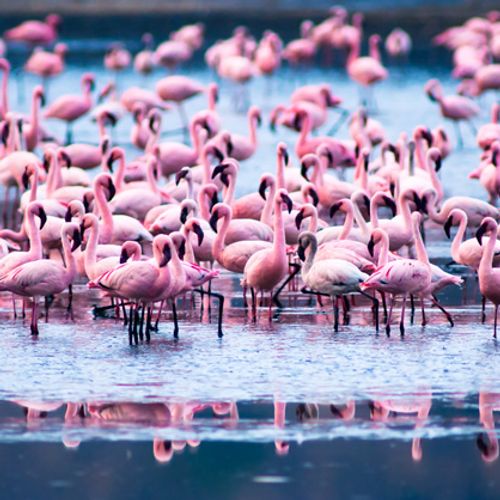 pink jacuzzi