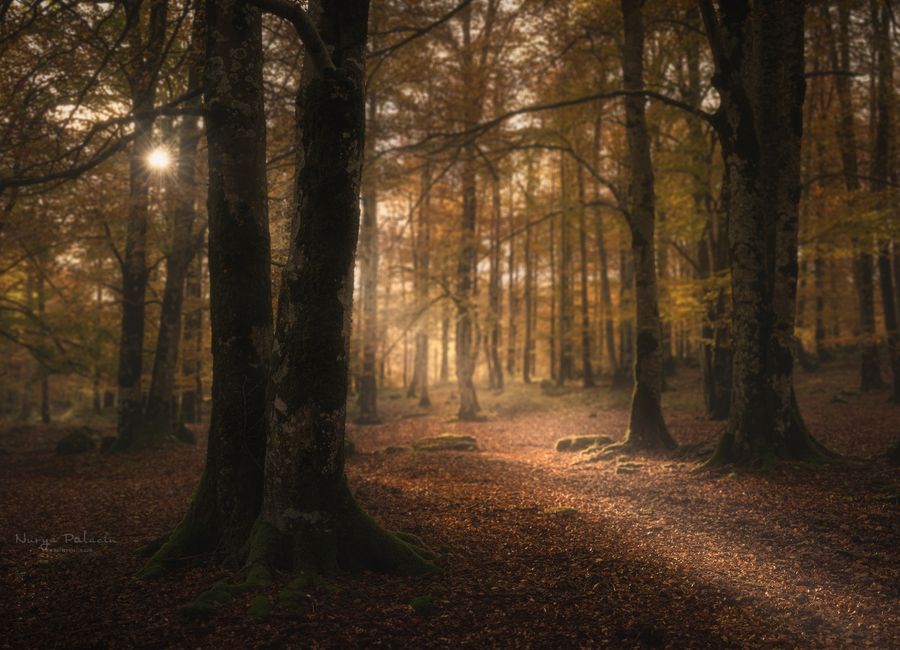 BOSQUES Y PAISAJES DE INTERIOR