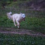 perro blanco pastor corre veloz lengua