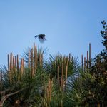 blue tit bird flying flight field