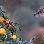 gorrión árbol volar comer fruto 