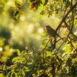 petirrojo ave pajaro rama arbol sol luz bosque