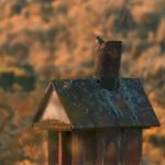 bird house bird chimney autumn