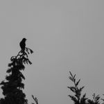 silhouette bird blue tit forest sings