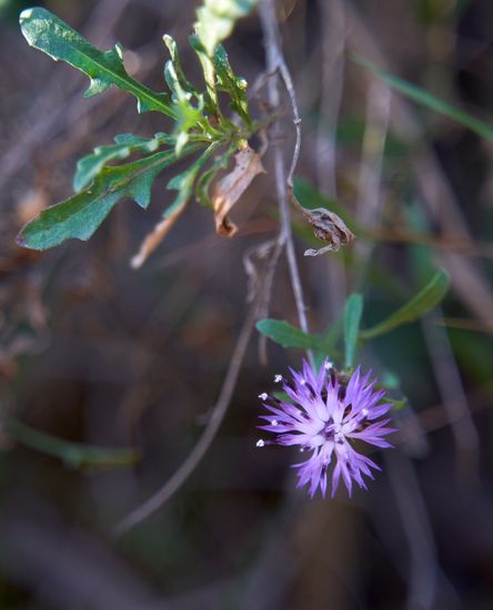 flor bosque árbol planta luz lila morado