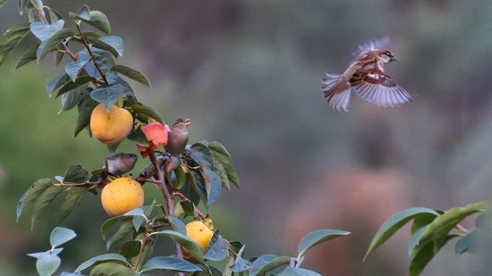 sparrow bird tree eat fruit