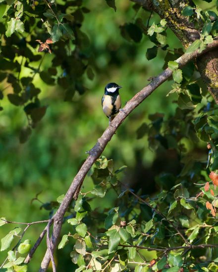 great tit tree branch forest