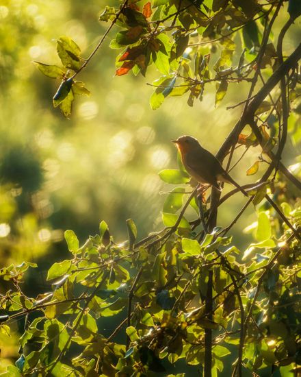 robin bird branch tree sun light forest