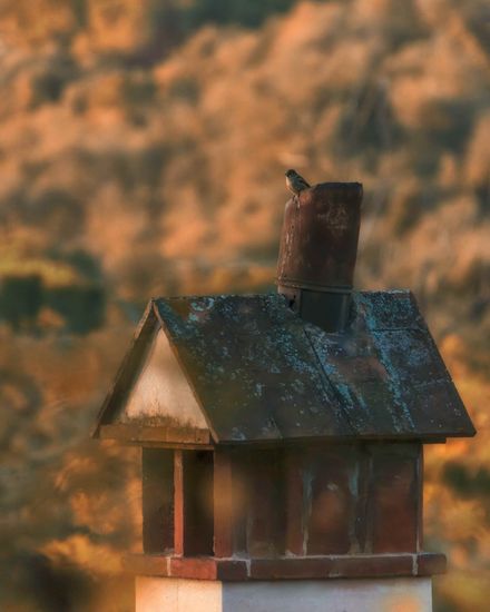 bird house bird chimney autumn