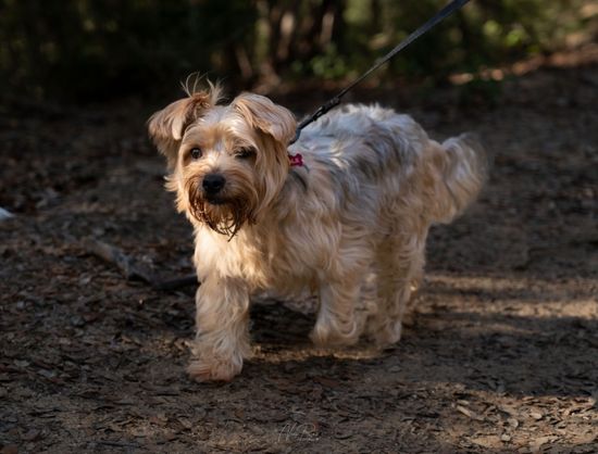 Fotógrafo de perros en el Maresme