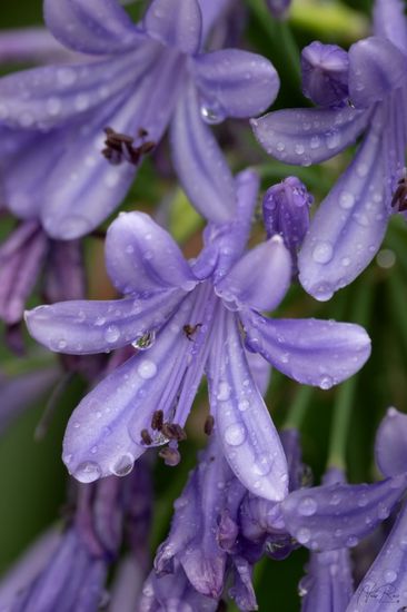 flor con lluvia macro