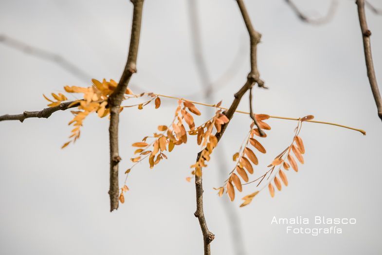 La última rama del otoño