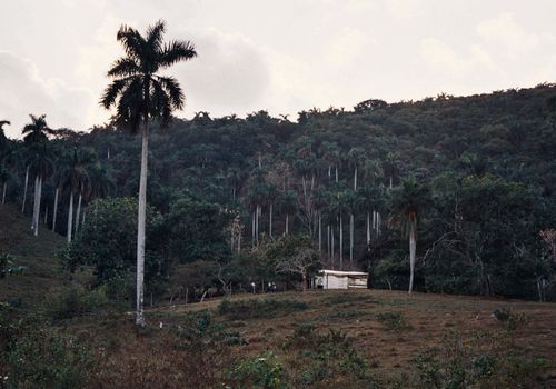 Campos de Cuba