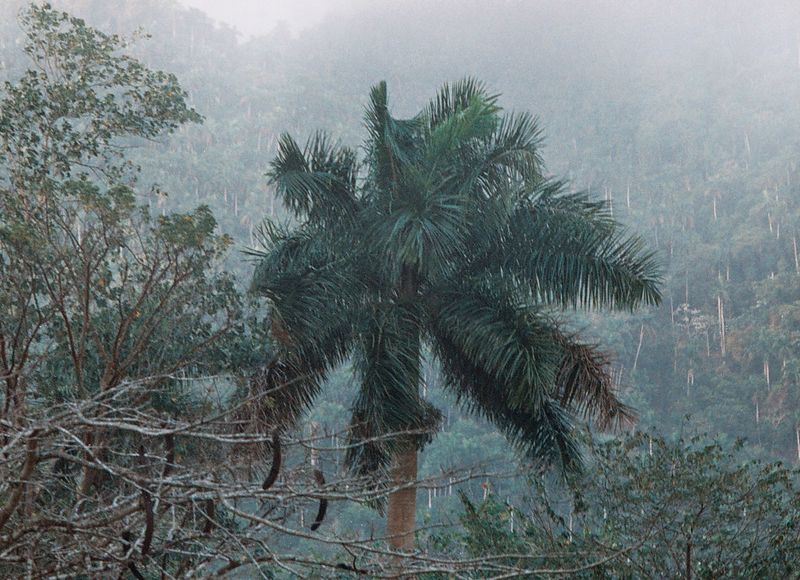 Montes de Cuba