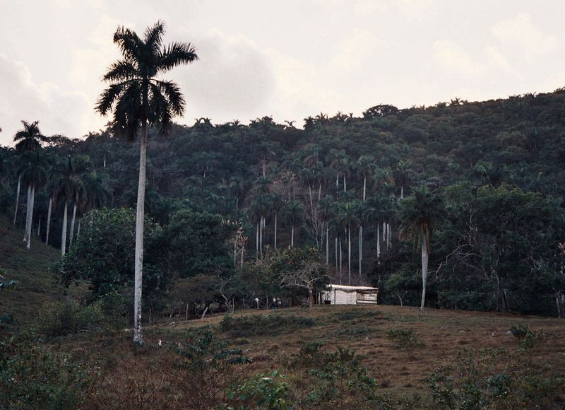 Campos de Cuba