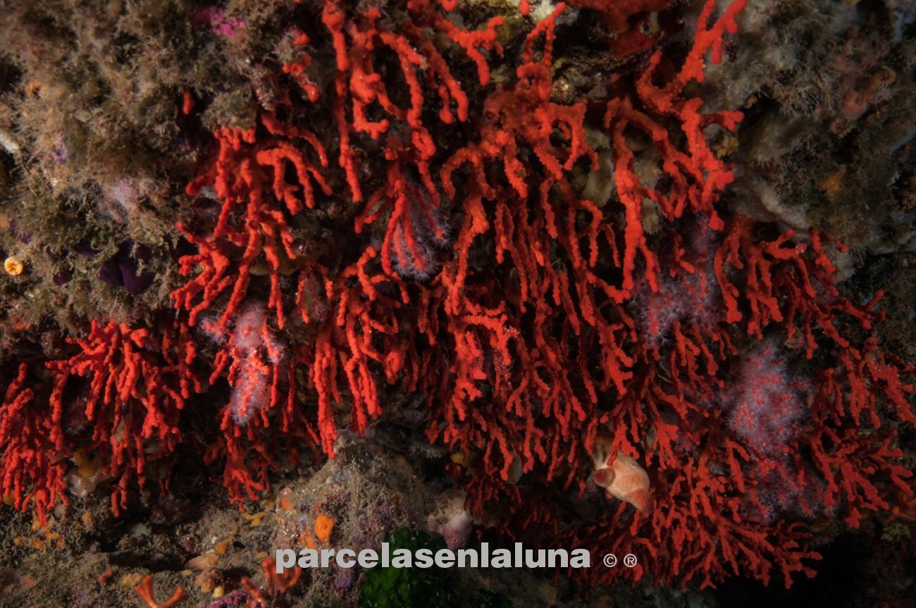 coral rojo Illes medes