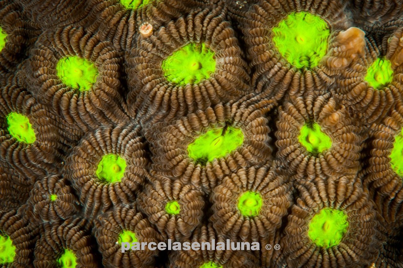 cabezas de coral