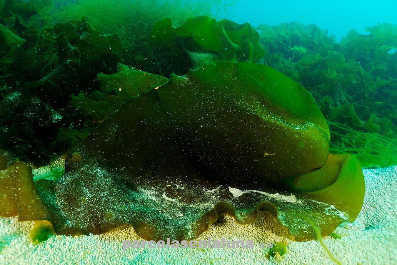 Stalked Jellyfish – Lucernaria quadricornis (Kelp)