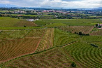 Vinyes del Penedes 
