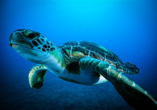 tortuga