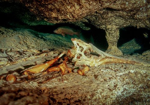 cueva de las tortugas sypadan