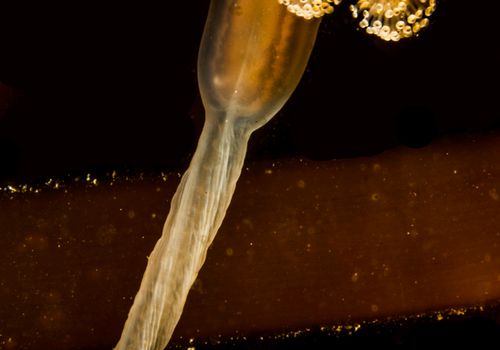 Stalked Jellyfish – Lucernaria quadricornis