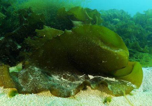 Stalked Jellyfish – Lucernaria quadricornis (Kelp)
