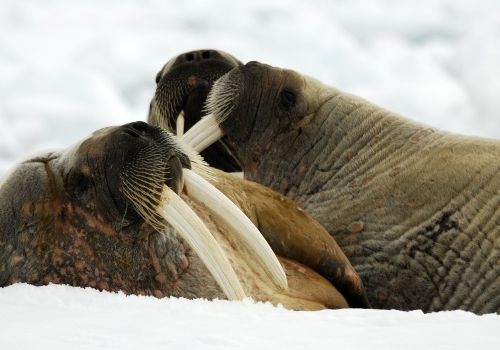 svalbard ártico parcelas en la luna