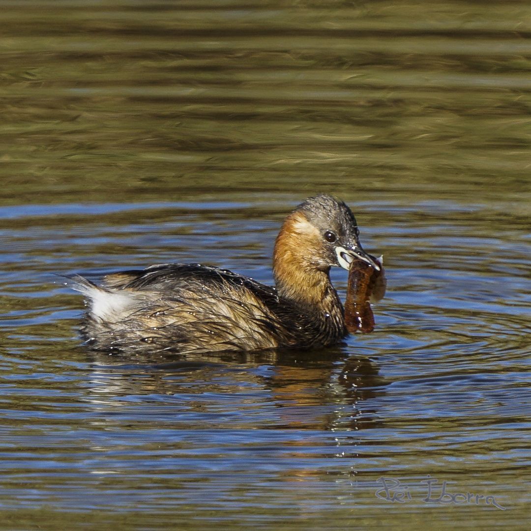 Cabusset (Tachybaptus ruficollis)