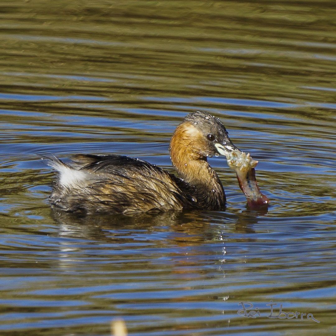 Cabusset (Tachybaptus ruficollis)