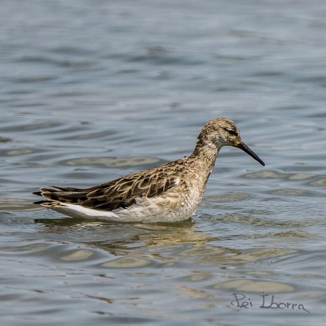 Batallaire (Calidris pugnax)