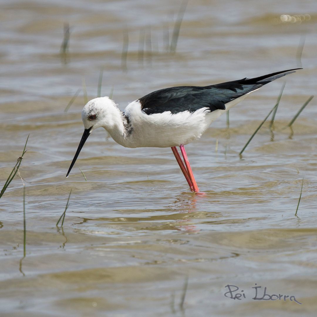 Cames llargues (Himantopus himantopus)