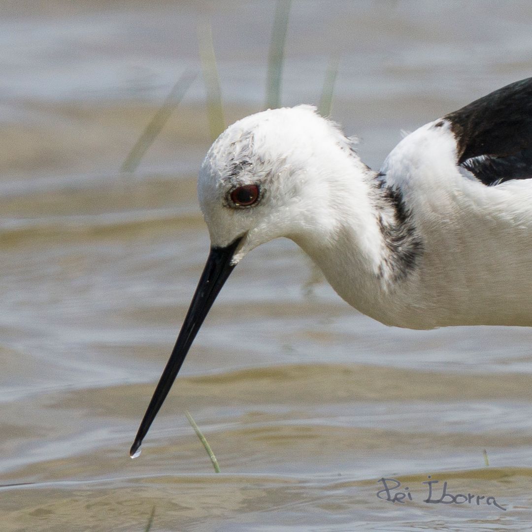 Cames llargues (Himantopus himantopus)