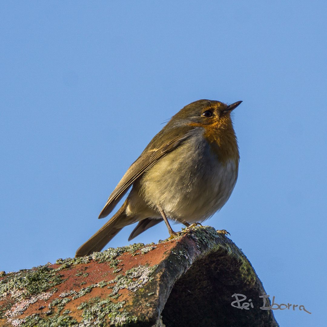 Pit Roig (Erithacus rubecula) 