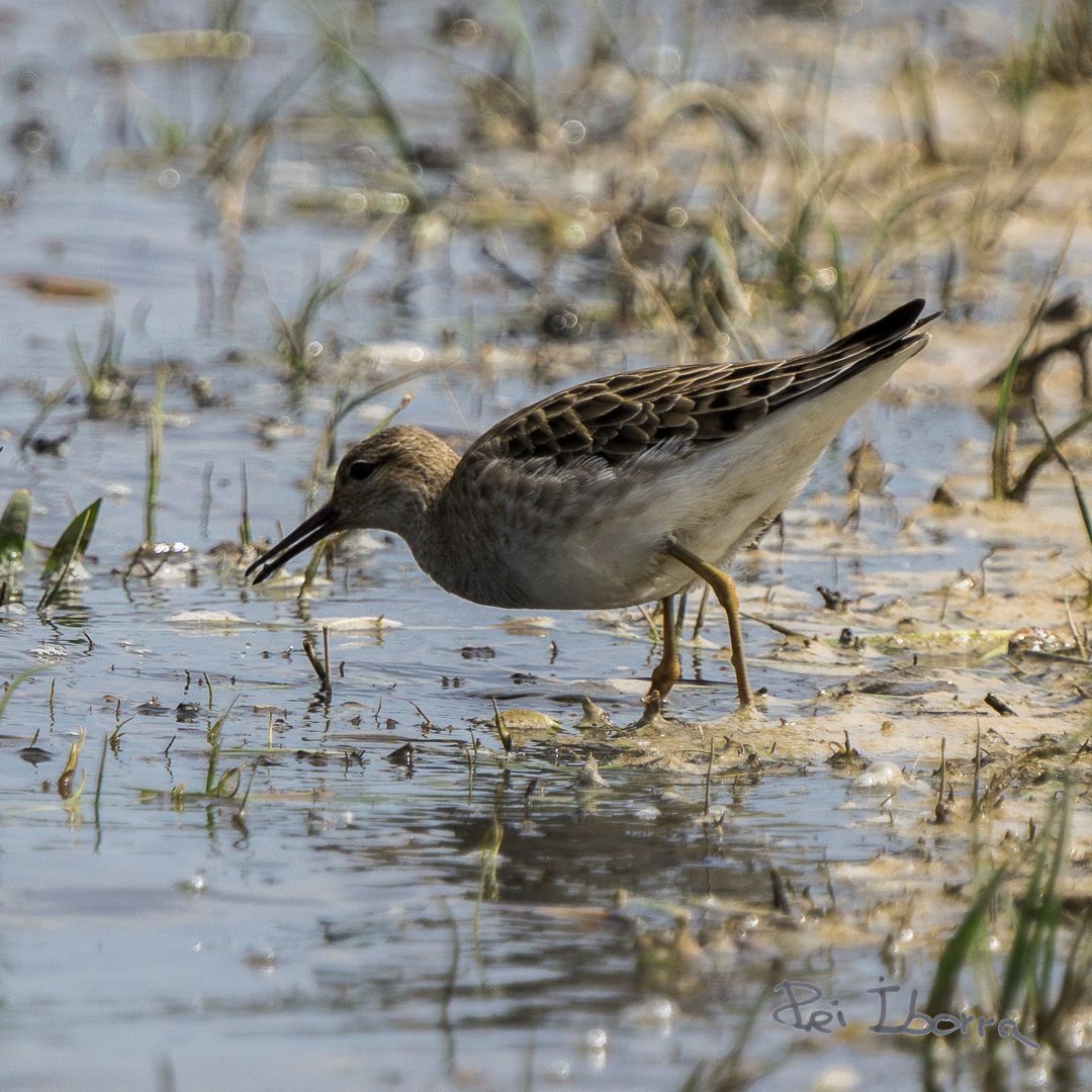 Batallaire (Calidris pugnax)