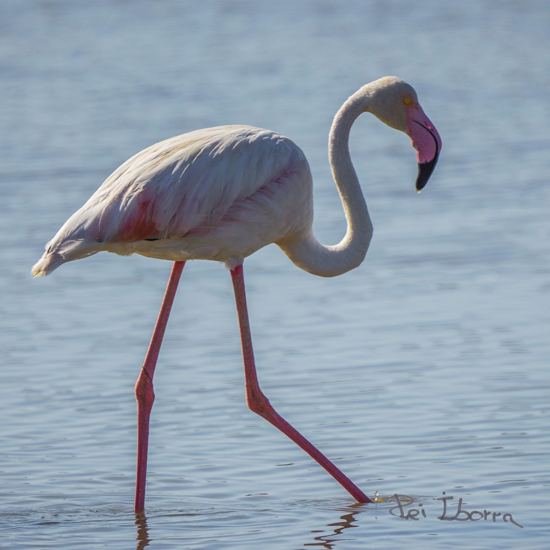 Flamenc (Phoenicopterus roseus)