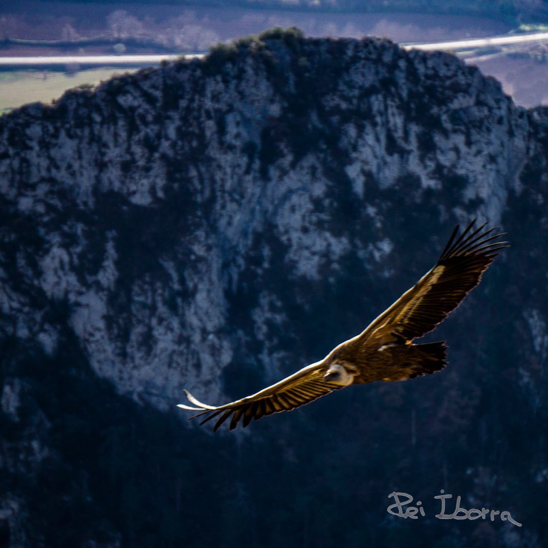 Voltor comú (Gyps fulvus)