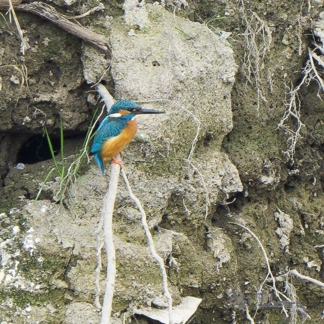 Blauet (Alcedo attis)