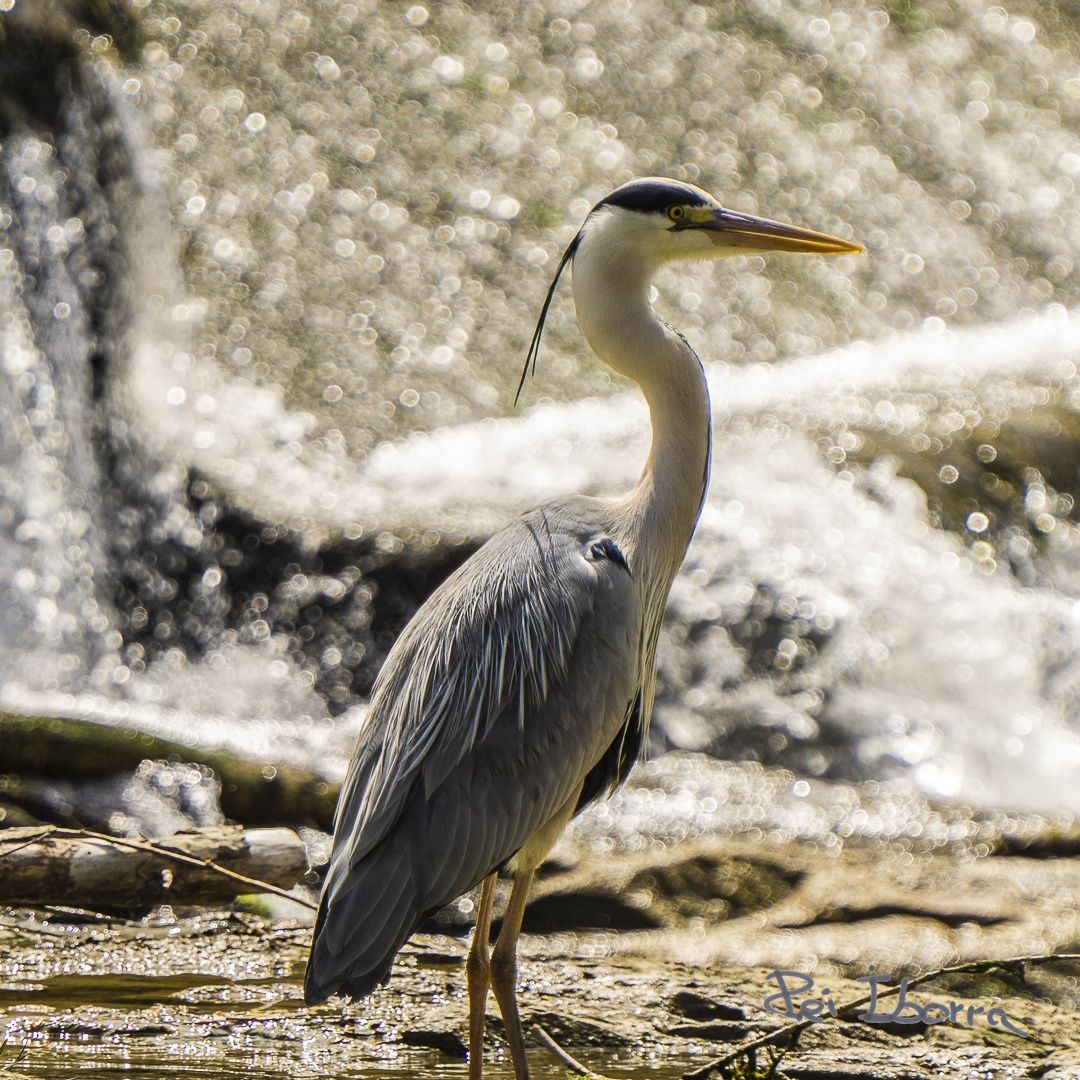 Bernat pescaire (Ardea cinerea)