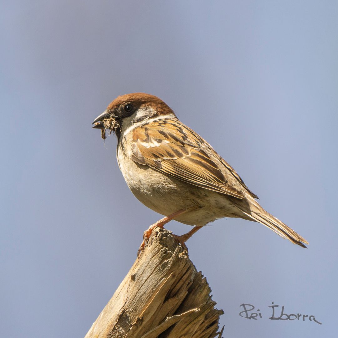 Pardal xarrec (Passer montanus)