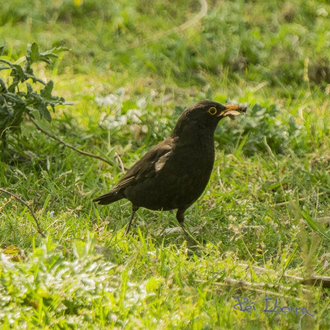 Merla (Turdus merula)