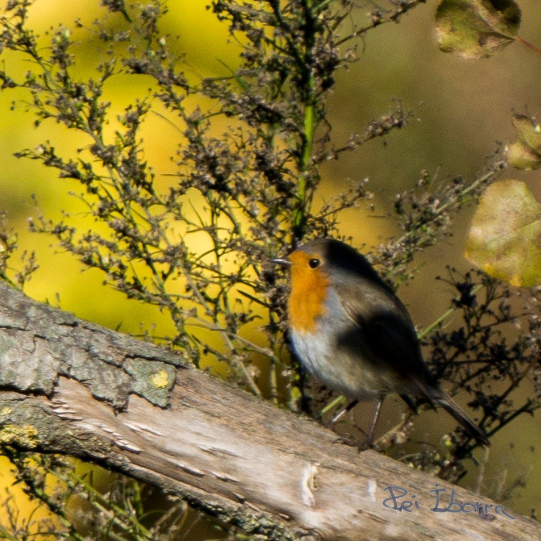 Pit Roig (Erithacus rubecula) 