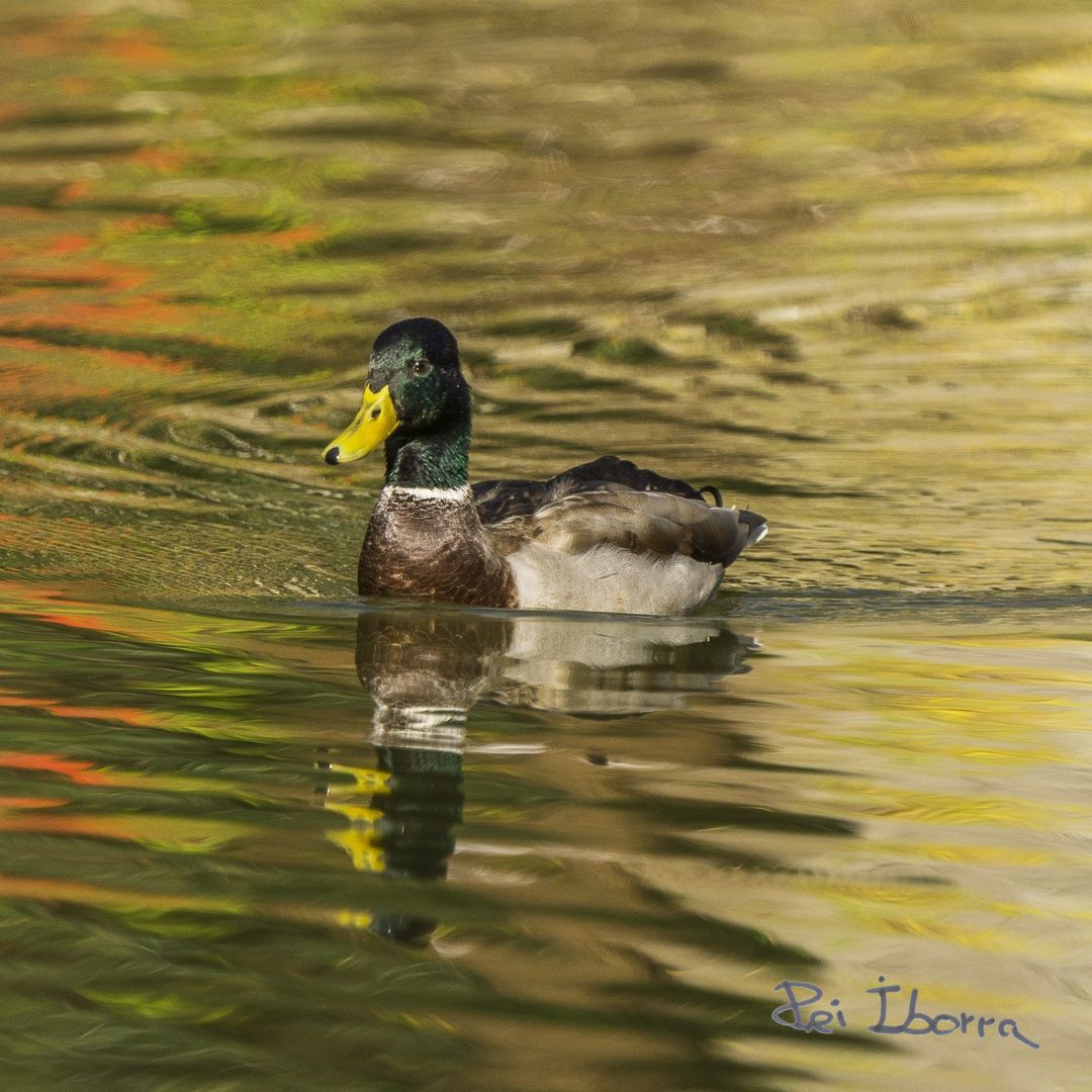 Ànec Collverd (Anas platyrhynchos)