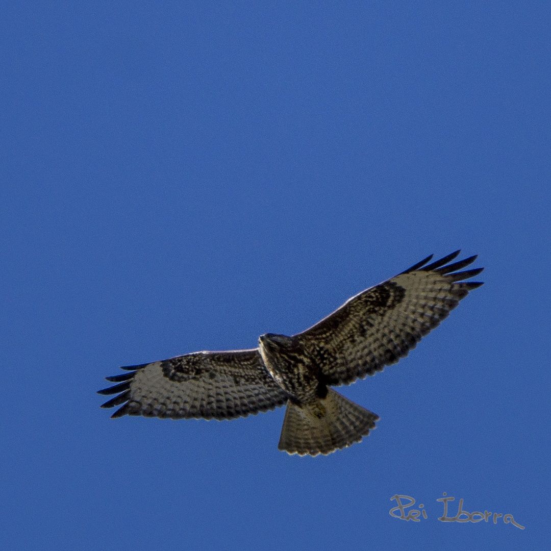 Aligot cua-roig (Buteo jamaicensis) 