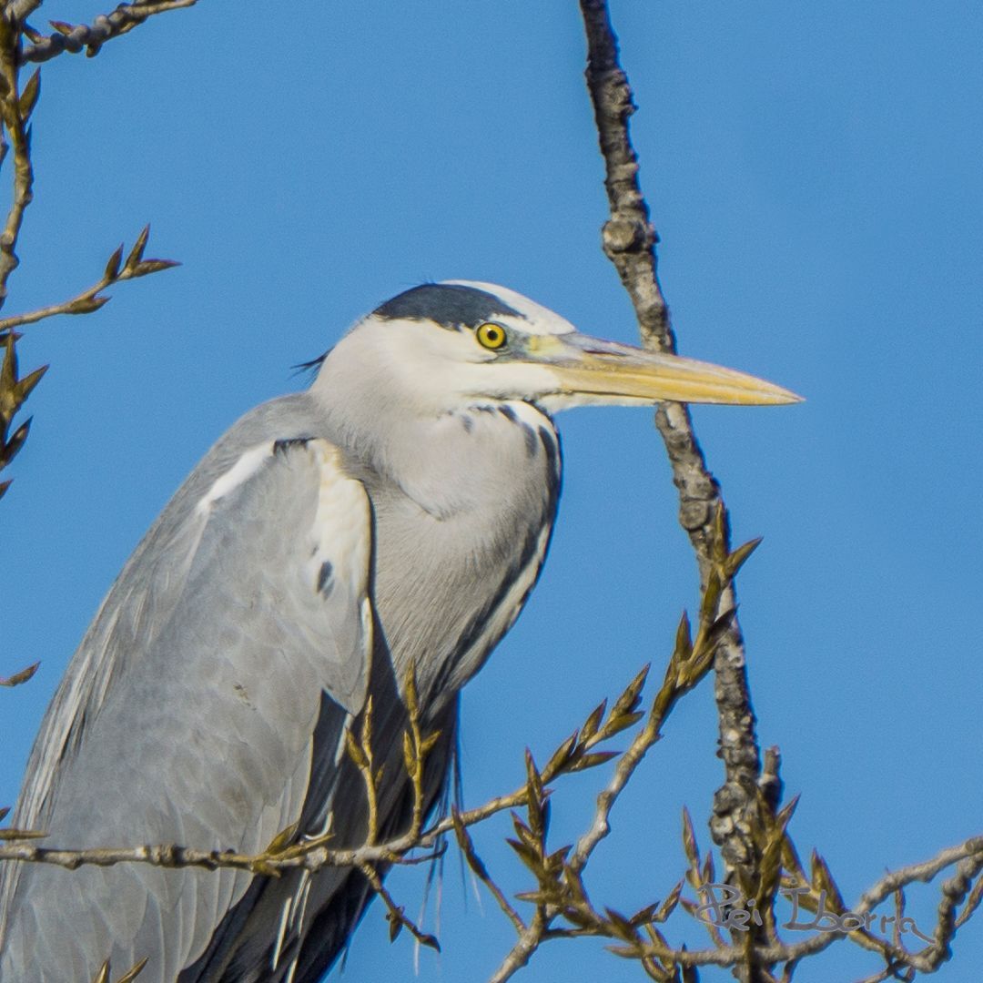 Bernat pescaire (Ardea cinerea)