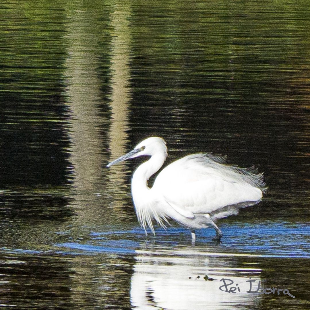 Martinet blant (Egretta garzetta)