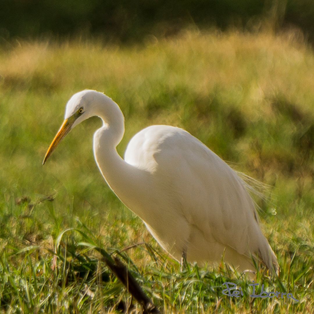 Agró blanc (Ardea alba)