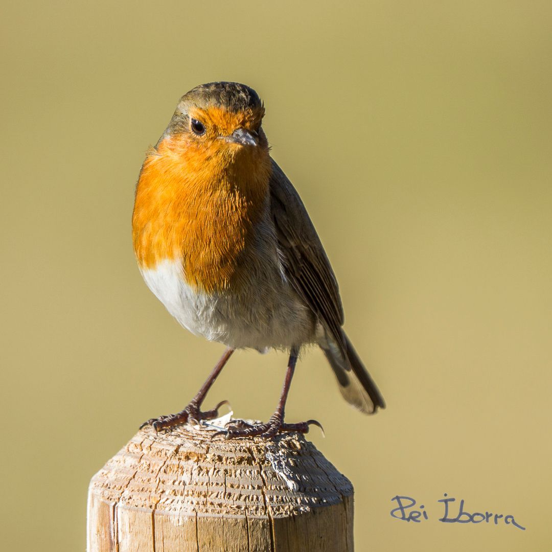 Pit Roig (Erithacus rubecula) 