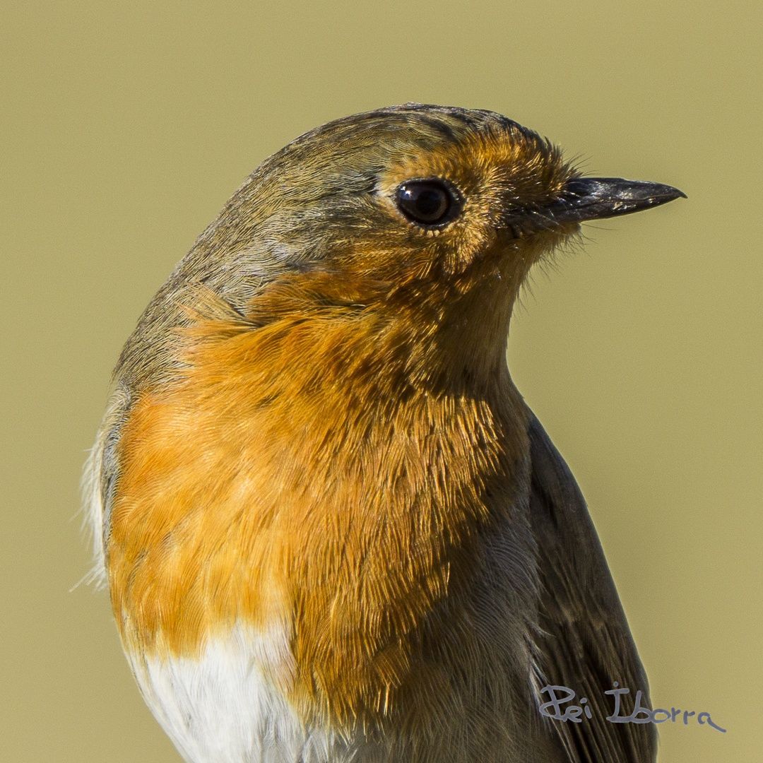 Pit Roig (Erithacus rubecula) 